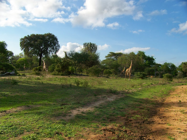 Game walking Safari Selous Reserve Tanzania