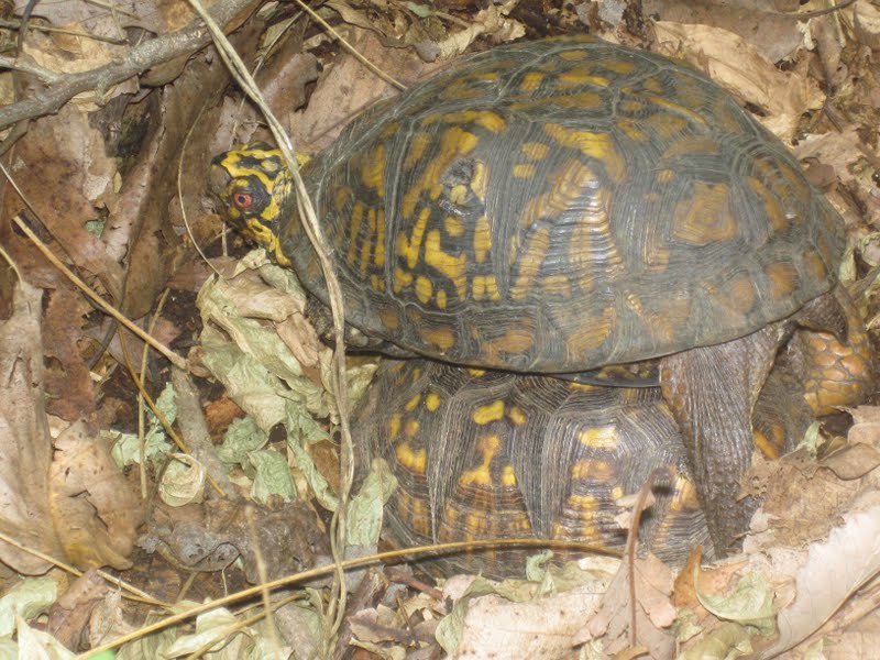Box Turtles For Sale In Ny