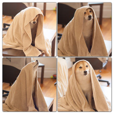 廚房一隻柴-柴犬卡米:週間洗澡日
