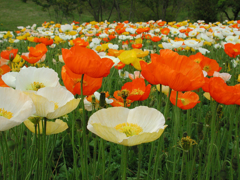 flores no jardim frases:Flores Para Jardim flores no jardim frases:Flores Para Jardim