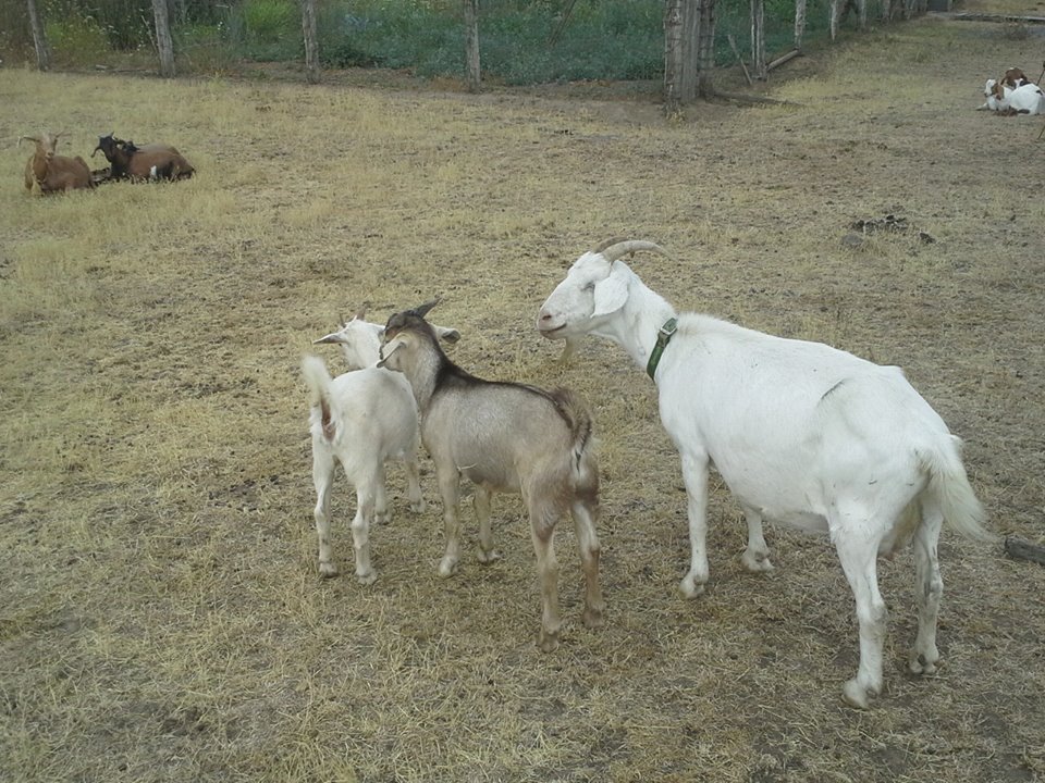 Campbell Club Calves 25 male meat goats for sale
