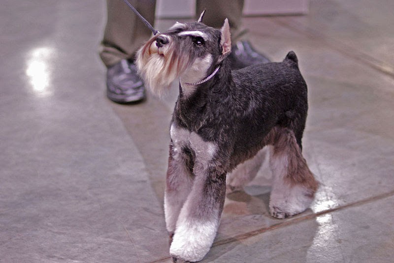 Musings of a Biologist and Dog Lover: Mismark Case Study: Miniature Schnauzer