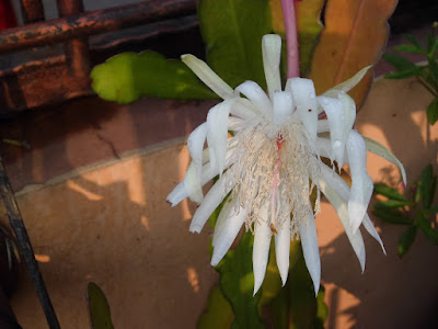 Epiphyllum oxypetalum ( Wijayakusuma )