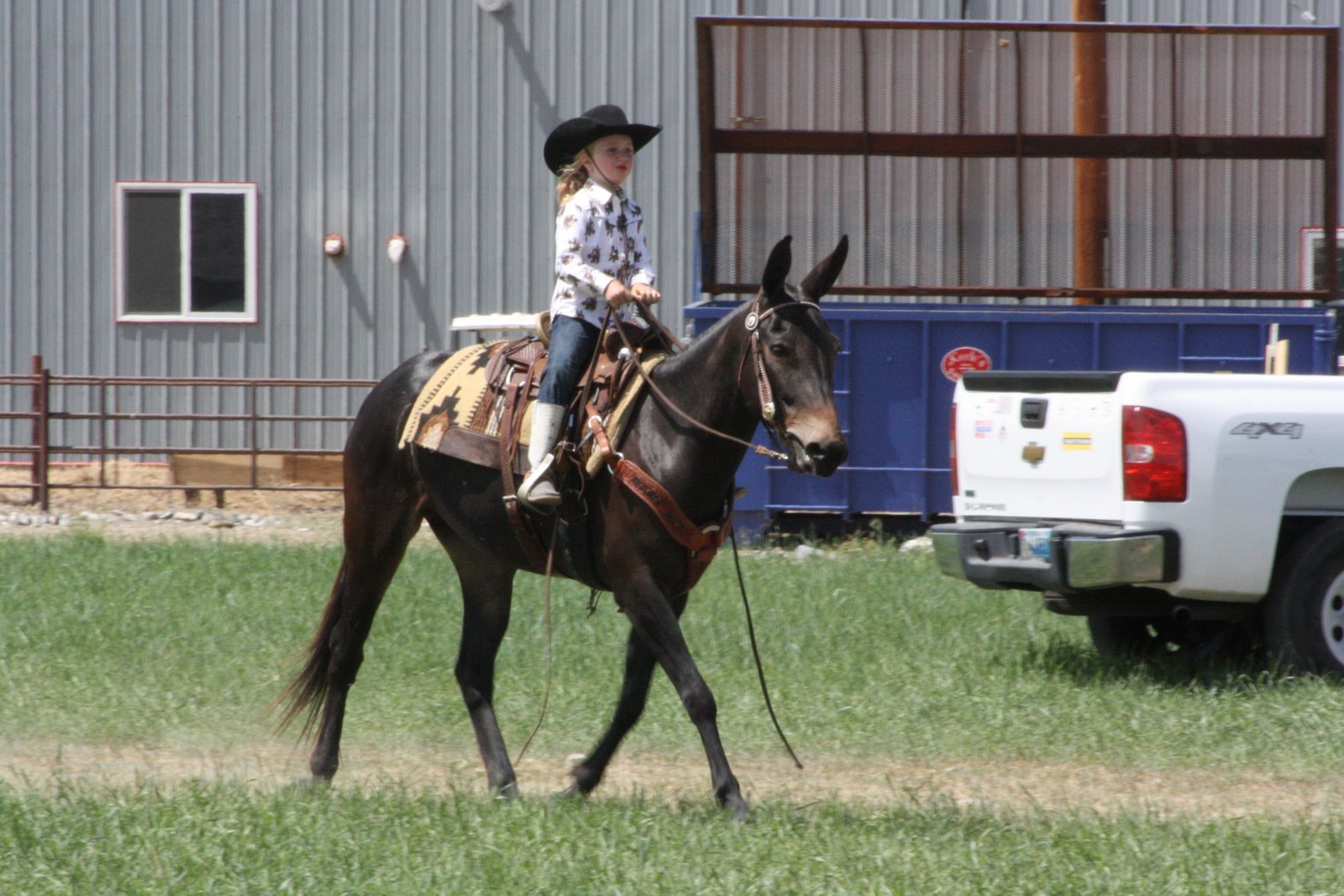 PairADice Mules Pictures of Sale Mules Jake Clark