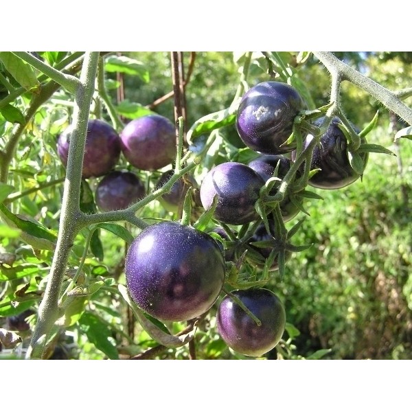 imagens de jardim horta e pomar:azul é resultado de antioxidantes frutos com cerca de 6 cms de imagens de jardim horta e pomar:azul é resultado de antioxidantes frutos com cerca de 6 cms de