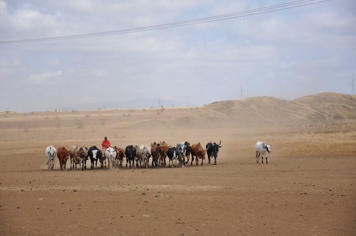 masai herd