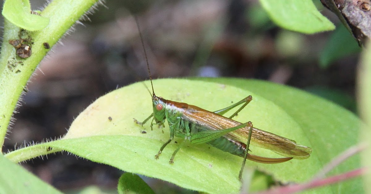 Gower Wildlife Longwinged Conehead spreading west