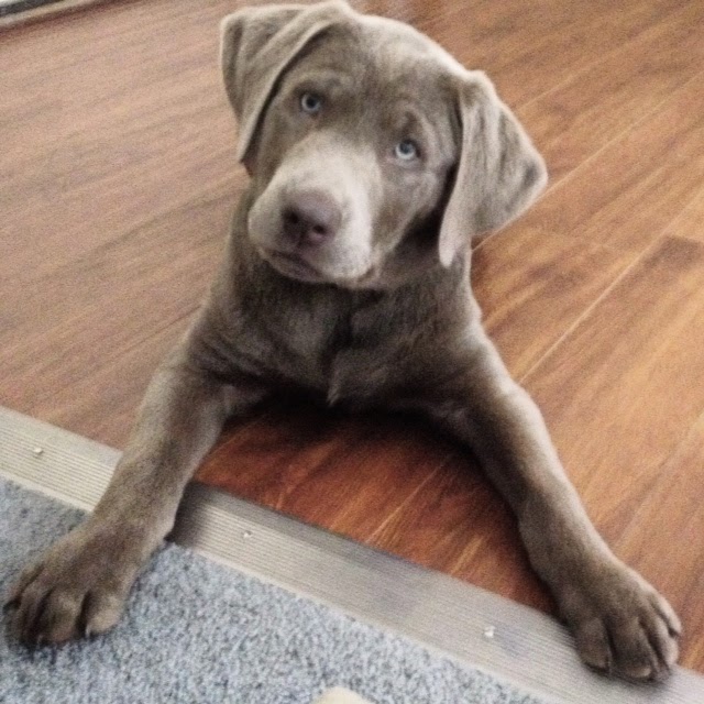 The gallery for > Charcoal Labs With Blue Eyes