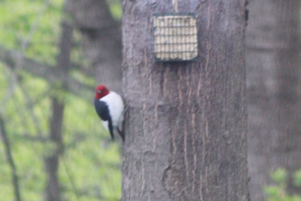 Red Headed Woodpecker