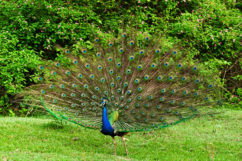 peacock short essay Essay on peacock (national bird of india the main difference between the two types is that the indian peacock has a tuft of short feathers short essay on. peacock short essay Essay on peacock (national bird of india the main difference between the two types is that the indian peacock has a tuft of short feathers short essay on.
