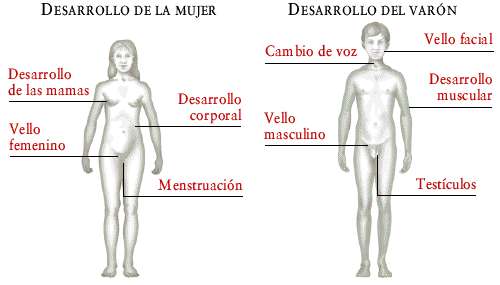 Las poses para el hombre con un pequeño pene