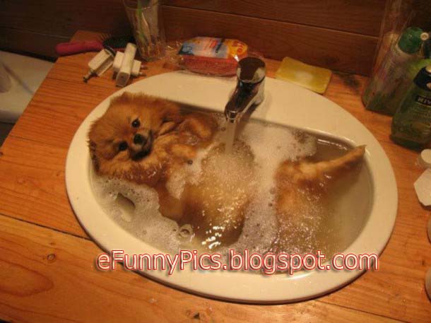 Dog Takes a Bath