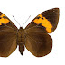 Brassolis sophorae