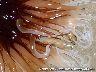 Tube anemone feeding