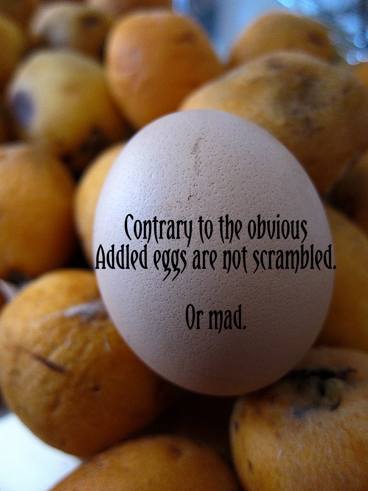 Word of the day! Fresh! Fresh! Fresh! Addle