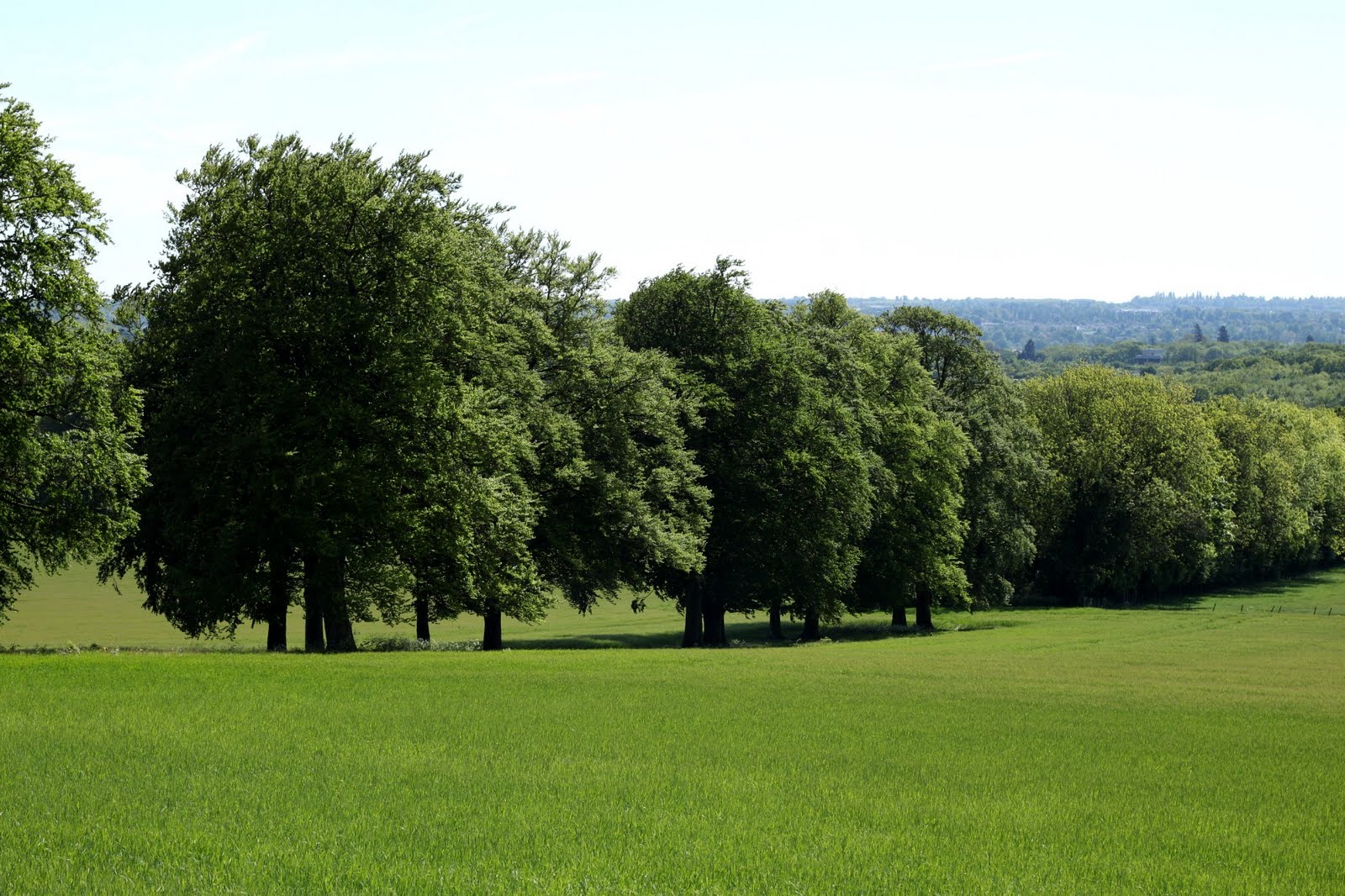 Trev's photo blog A run round Boxley Village in the sun shine
