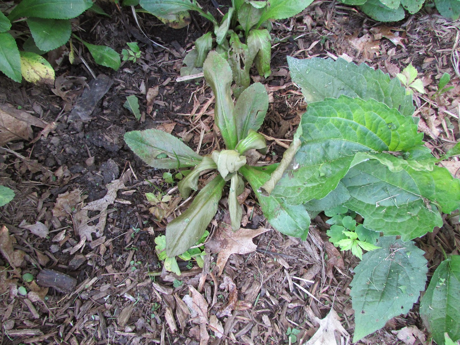 My Rotten Dogs Dog Friendly Weed Killer