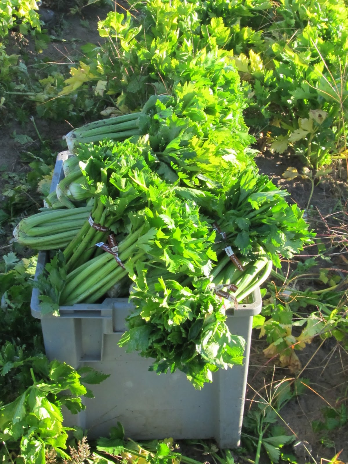 Harmony Valley Farm Vegetable Feature Celery