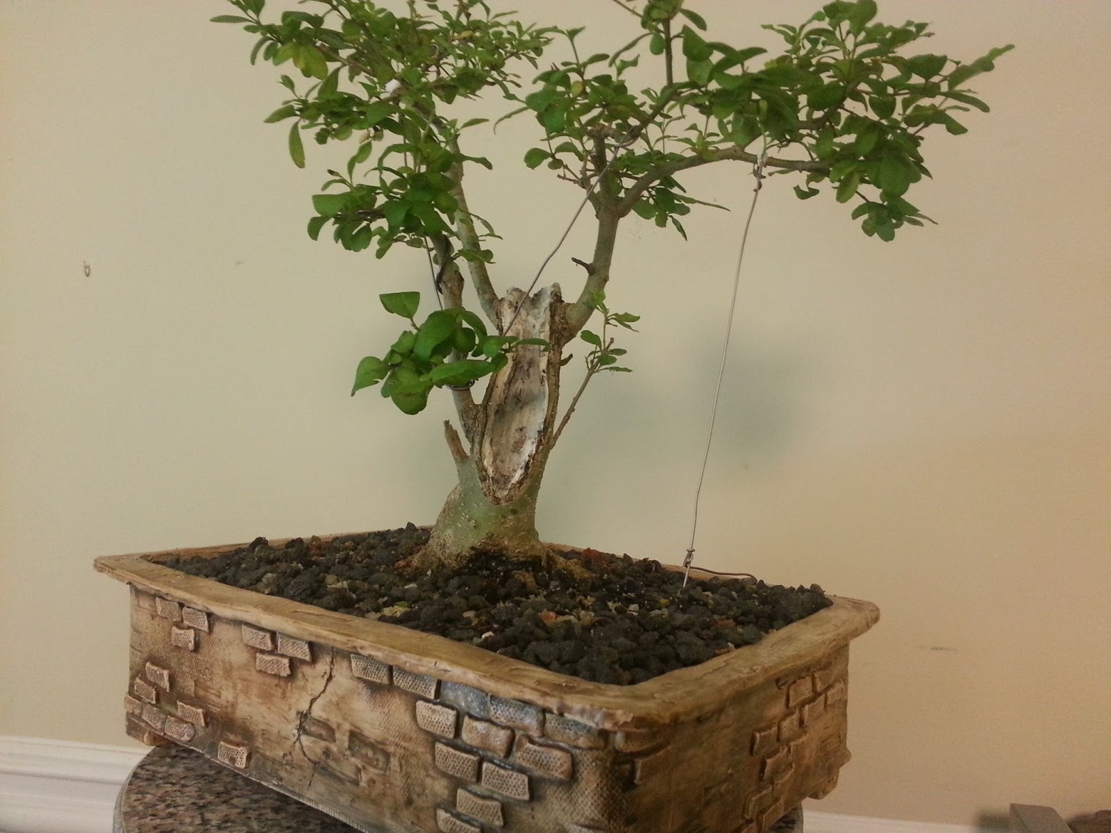 Bodhisattva Bonsai Privet Bonsai Loses A Trunk Seems Happier Bodhisattva Bonsai Privet Bonsai Loses A Trunk Seems Happier