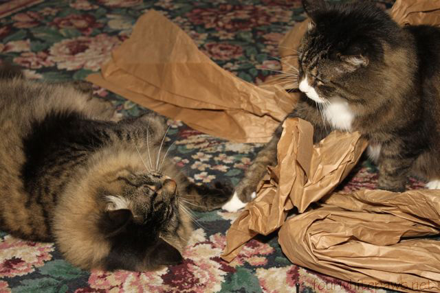 Will Feliway Keep My Cat From Attacking My Dog Will Feliway Keep My Cat From Attacking My Dog