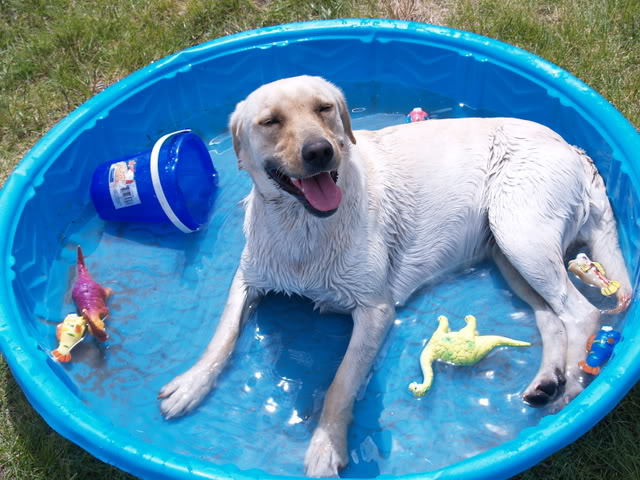 dog summer