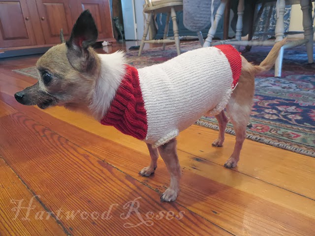 Hartwood Roses: Pattern For Winnie's Tiny Knitted Dog Sweater