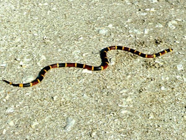 FALSA SERPIENTE falsa serpiente: