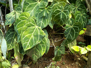 pohon-kuping-gajah pohon-kuping-gajah
