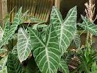 Tanaman Hias Alocasia