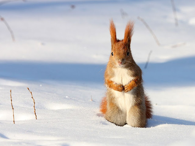 Слава Бандере! - Страница 7 Red-squirrel-snow-poland_31791_990x742