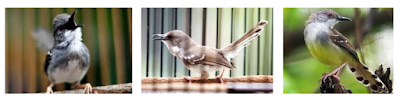 Cara beternak Burung Ciblek dengan mudah Cara beternak Burung Ciblek dengan mudah