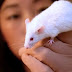 Alasan Percobaan Medis Gunakan Tikus