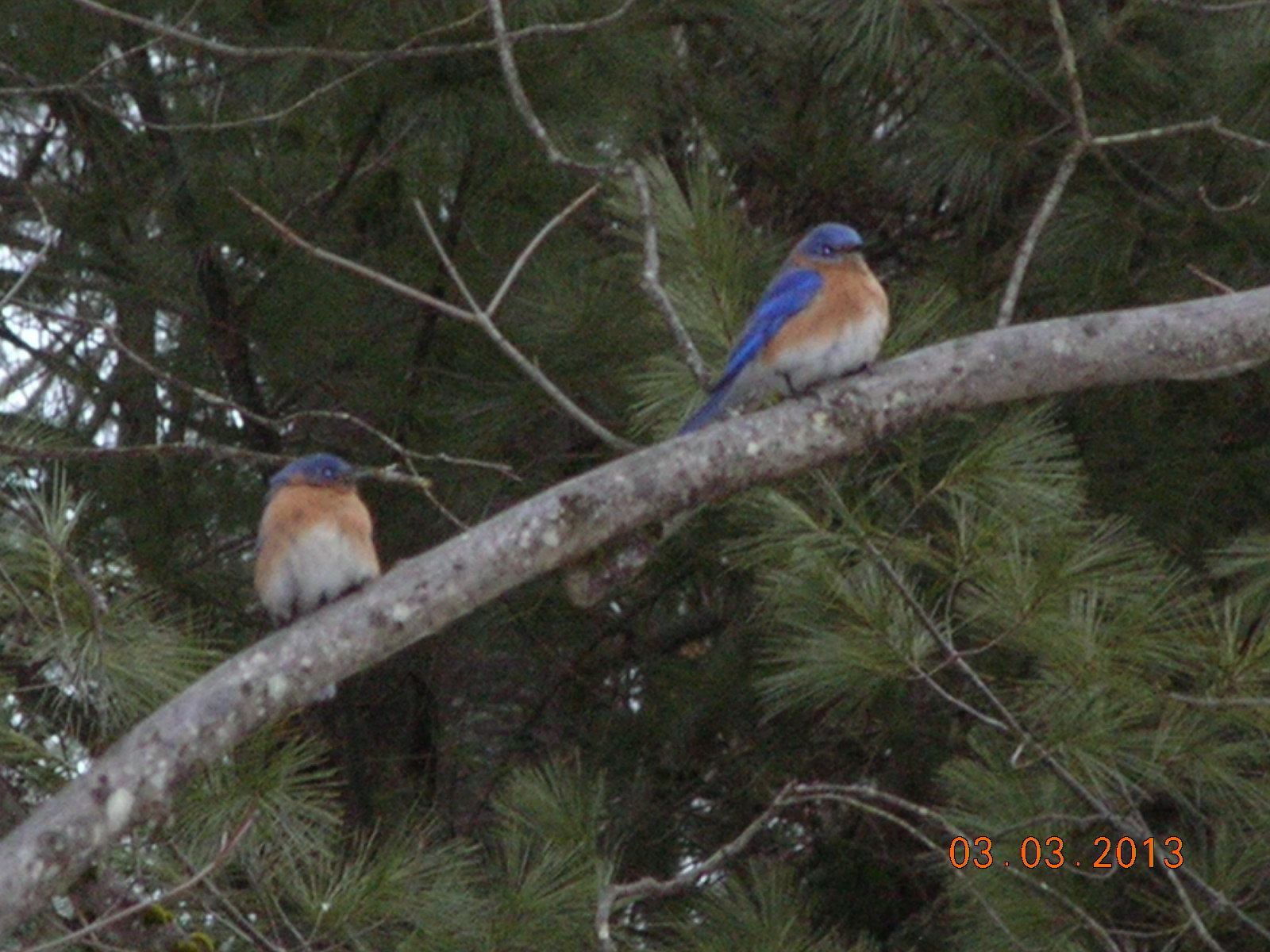 A new beekeeper's journal Bluebirds are here