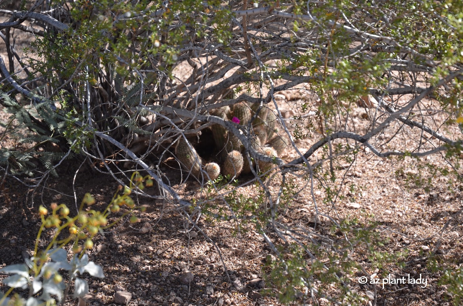 Nurse Plants and Cactus Ramblings from a Desert Garden