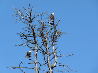 Bald Eagles seen at Olympic Discovery Train near Railroad Bridge Bald Eagles seen at Olympic Discovery Train near Railroad Bridge