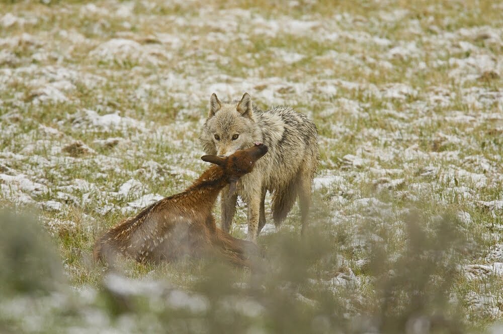Conservation Wolves hunt and kill calf elk.