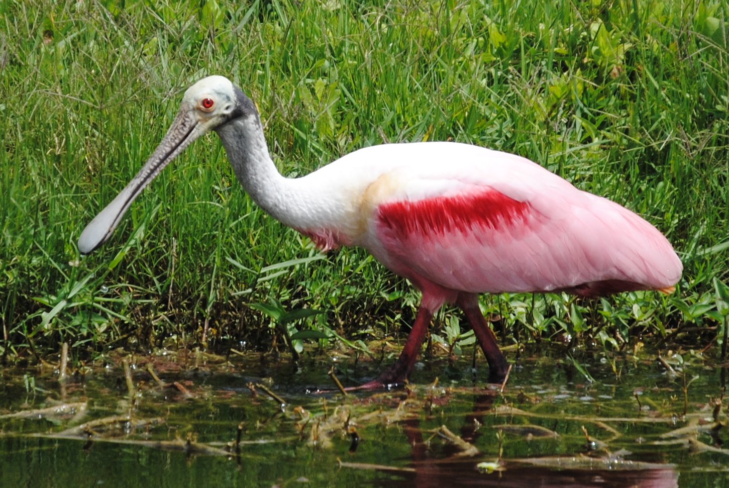 Field Notes and Photos: Roseate Spoonbill (Platalea ajaja), Florida's