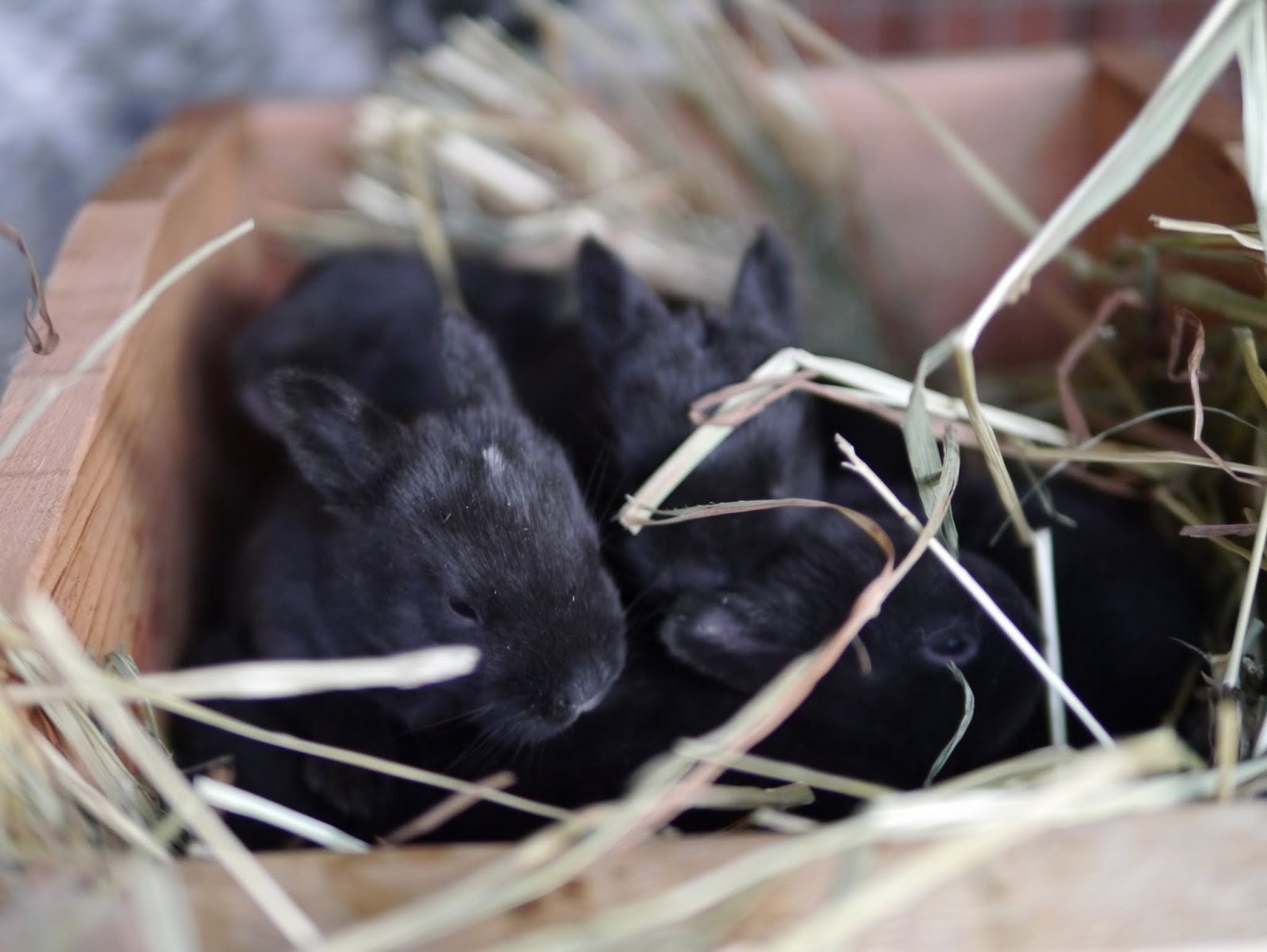 Preventing Nest Box Eye Infections in Baby Rabbits Backwoods Mama