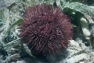SeaUrchin.jpeg