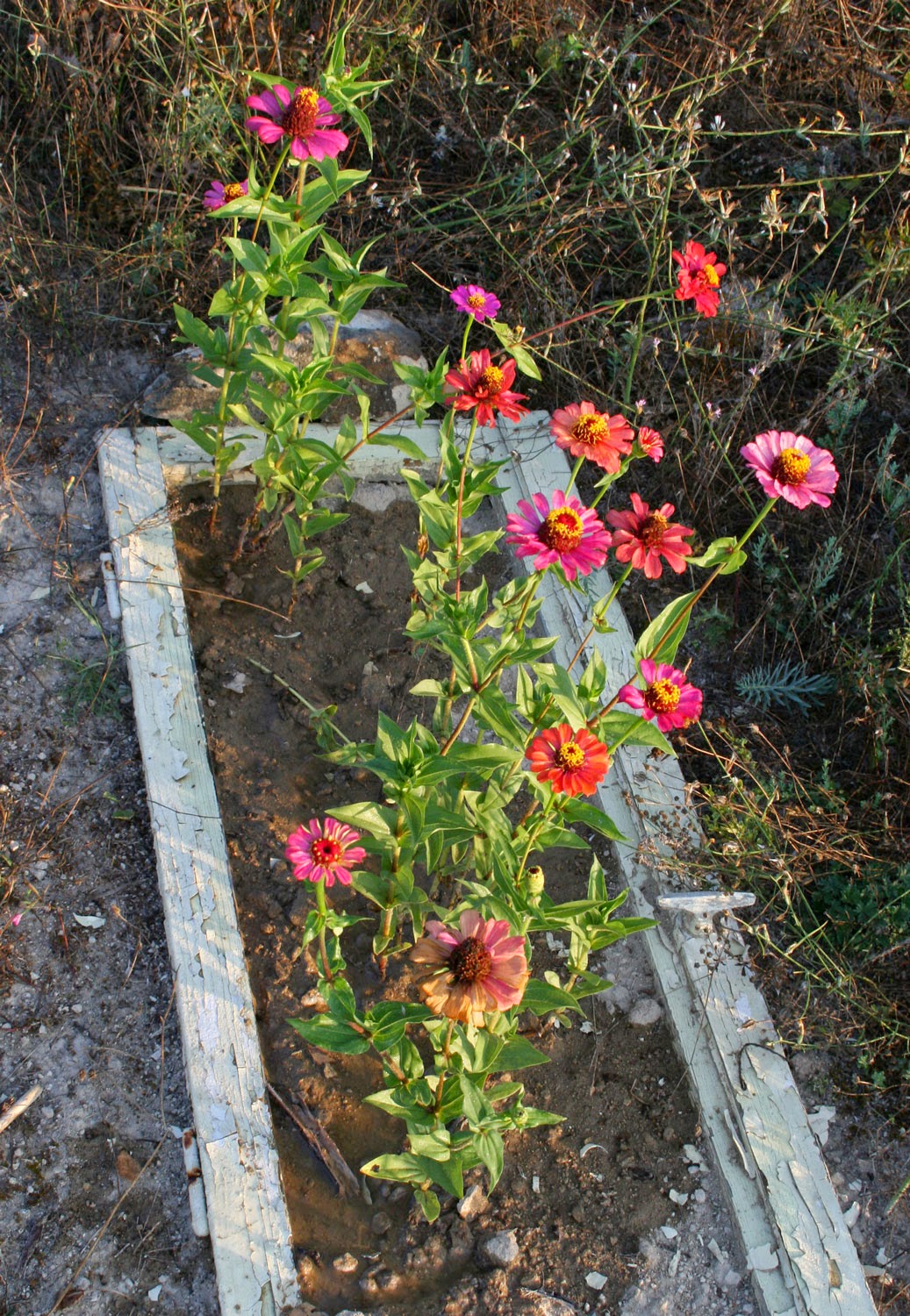 Zinnias are glorious Zinnias are glorious