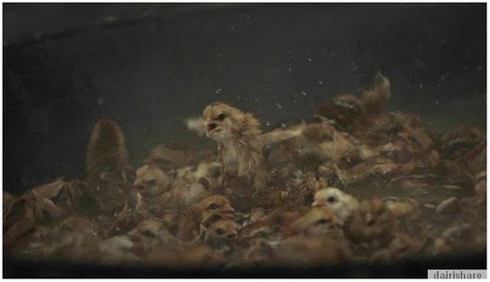 Anak ayam direbus hidup-hidup