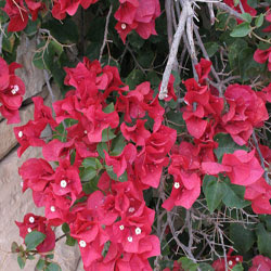 Bugenfil (Bougainvillea glabra Choisy)