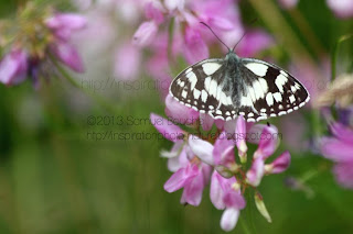 photo macro insecte dans la nature: papillon ailes ouvertes papillon vu de haut