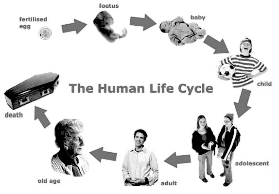human cycle diagram human cycle diagram pictures to pin on human cycle diagram human cycle diagram pictures to pin on