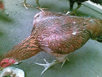 Saparifarm: Peternak Ayam Aduan, Ayam Birma, Bangkok, Pakhoy, Saigon