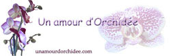 Un amour d'Orchidée