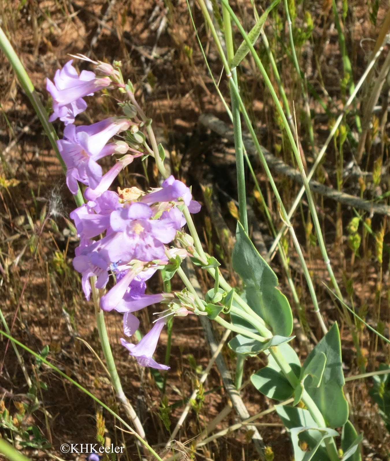 penstemon penstemon