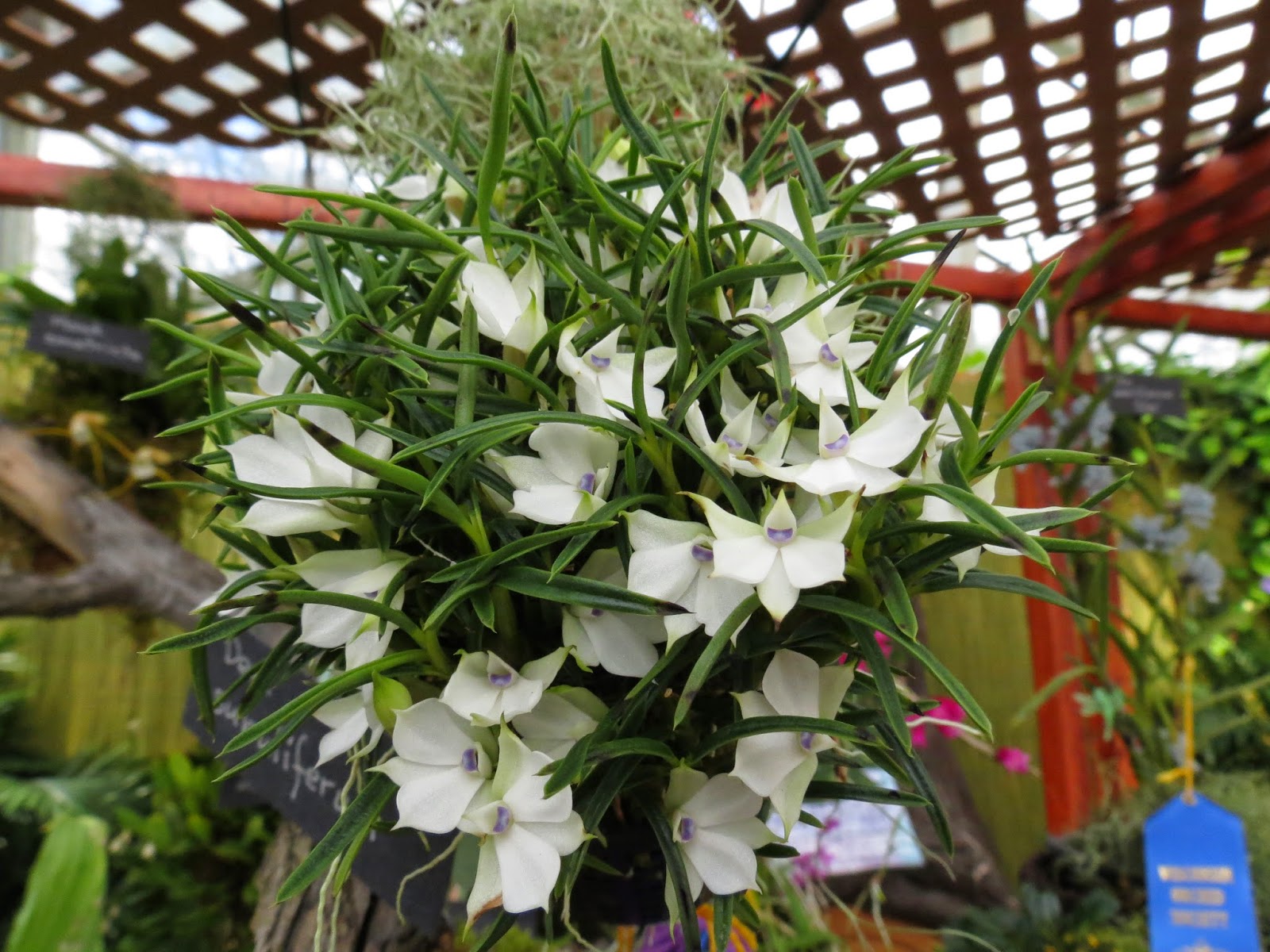 Future Plants By Randy Stewart Pieris