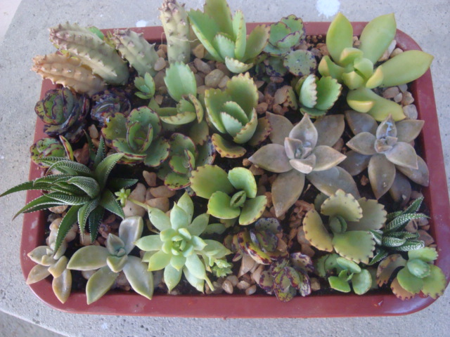 mini jardim cactos suculentas:Meu Jardim é Assim: Mini-jardins de cactos e suculentas, fiz mais mini jardim cactos suculentas:Meu Jardim é Assim: Mini-jardins de cactos e suculentas, fiz mais