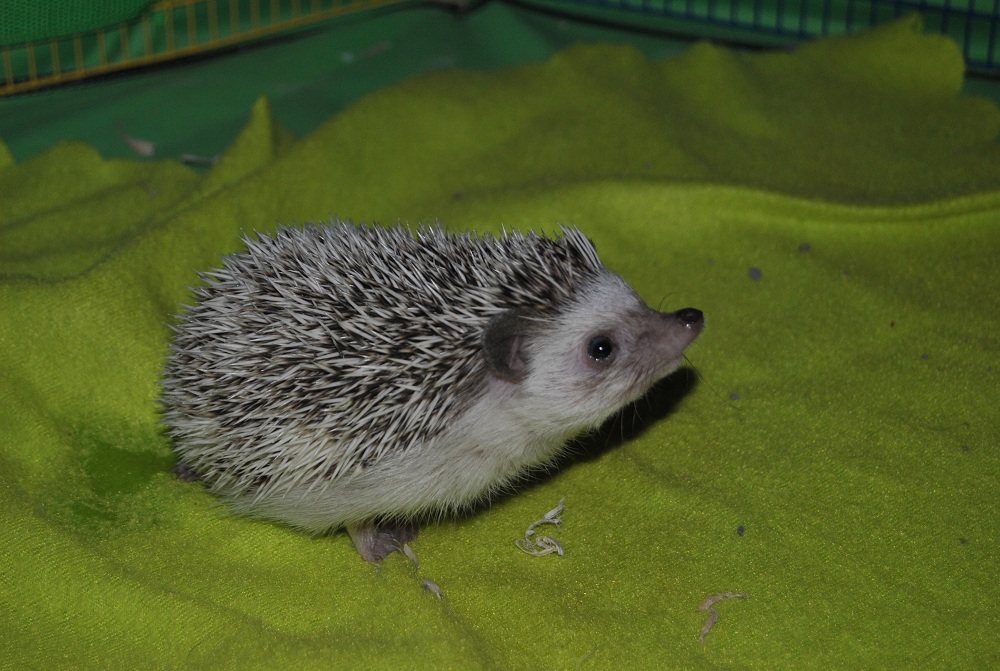 King Mtn Treasures Blog My Precious Pet Series Spike the Hedgehog